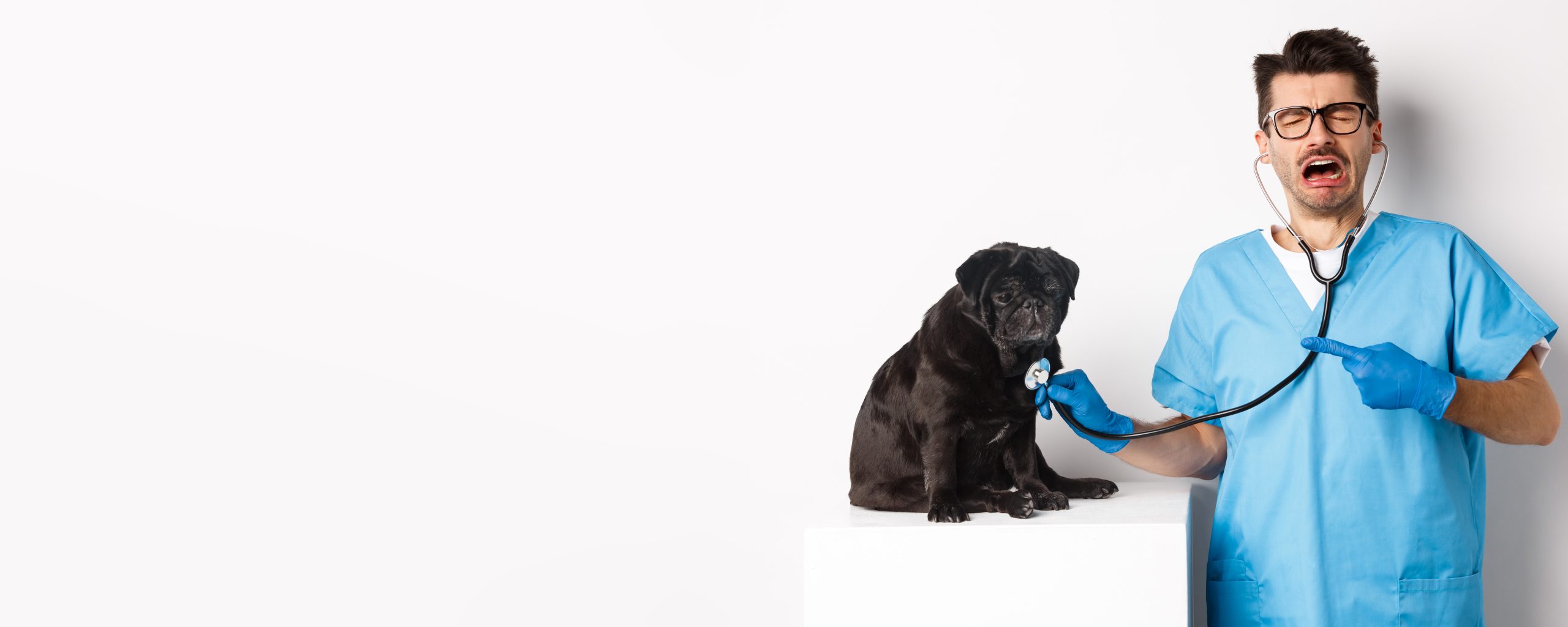 Sad male vet doctor examining cute little dog pug with stethoscope, pointing at pet and crying, standing over white background