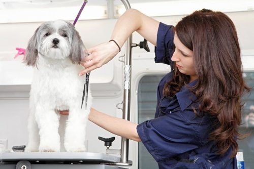 rsz_1brittany_grooming_photo_3.2206141322138 rsz_1brittany_grooming_photo_3.2206141322138