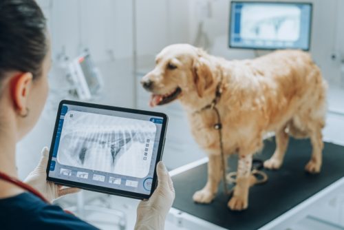 At,A,Modern,Veterinary,Clinic:,Golden,Retriever,Pet,Standing,On At,A,Modern,Veterinary,Clinic:,Golden,Retriever,Pet,Standing,On